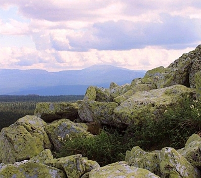 Таганай подключился к экомарафону по спасению деревьев