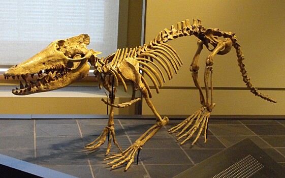 Какими были древние киты, жившие на суше?