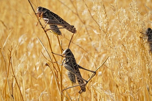 Минсельхоз Дагестана опроверг информацию  о нашествии саранчи