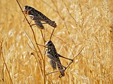 Минсельхоз Дагестана опроверг информацию  о нашествии саранчи