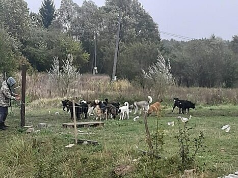 Задрали козлёнка и покусали корову: житель Правдинского района держит 50 собак, свободно гуляющих по окрестностям