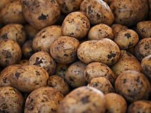 Красноярский край занимает 7 место в России по площади картофельных полей