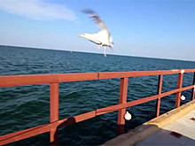 Строители Крымского моста обзавелись гимном «Я забиваю»