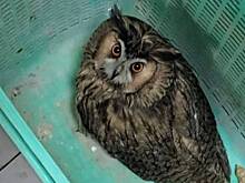 Двух краснокнижных сов спасли в центре Москвы