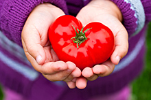Обзор сердцевидных томатов: лучшее признание в любви садоводам