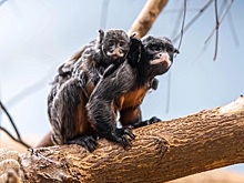 Осиротевших тамаринов Новосибирского зоопарка переселили к сородичам