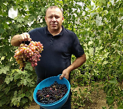 Как в суровом амурском климате выращивают виноград