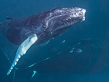 Горбатый кит чуть не опрокинул лодку в США