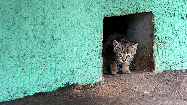 В Москве пересчитают бездомных котов