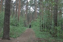 «Уважайте лес». Как в Нижегородской области ищут заплутавших грибников