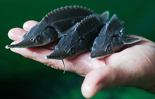 "Быстрая рыба" восстанавливает рыбную отрасль в Дагестане