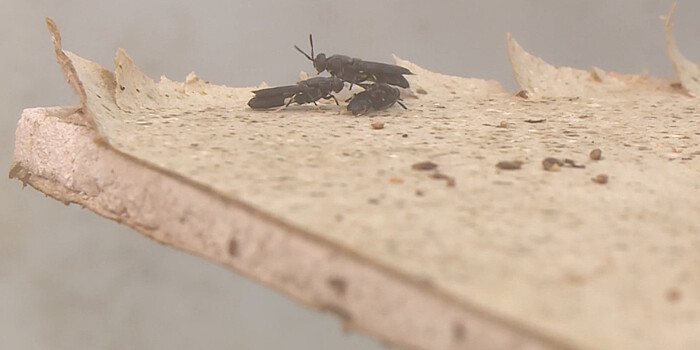 Безотходное производство: казахстанские ученые рассказали о пользе африканских мух