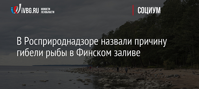 В Росприроднадзоре назвали причину гибели рыбы в Финском заливе