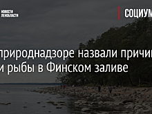 В Росприроднадзоре назвали причину гибели рыбы в Финском заливе