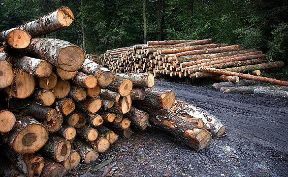 С начала года из Кировской области пытались вывезти более 12,500 тысяч кубометров зараженной древесины