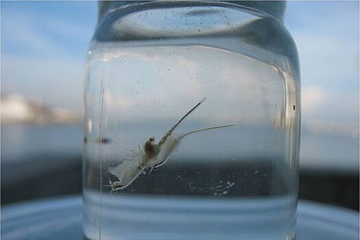 Российские океанологи выяснили, как выживает планктон в гиперсоленых озерах