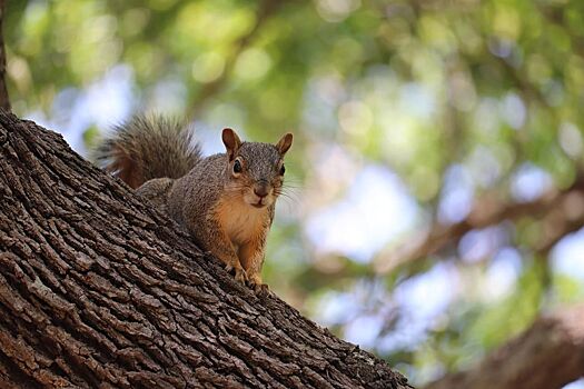 Где увидеть белок в Костроме: рассказываем и показываем