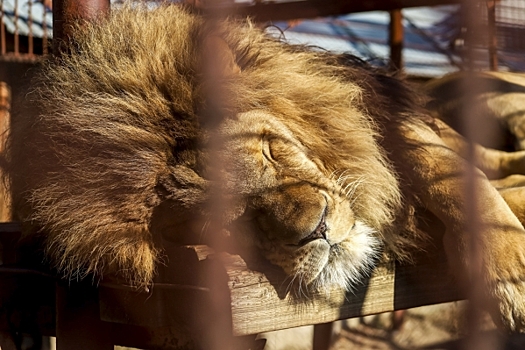 Полиция поставила точку в скандале со львом Харрисом в Сургуте: дела не будет