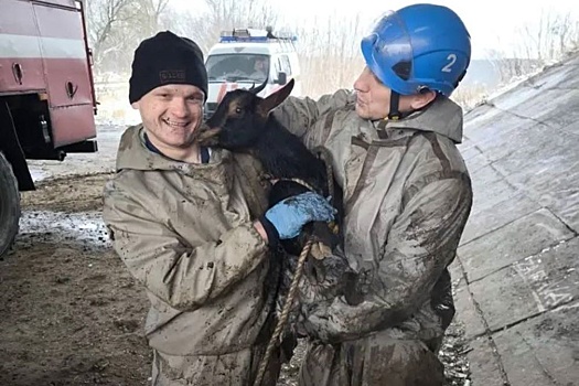 Спасатели в Твери освободили козу, провалившуюся в водосточную яму