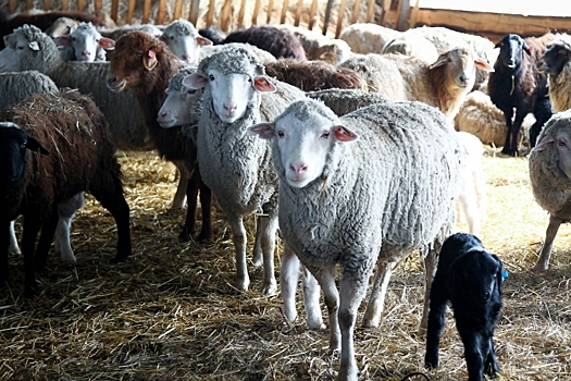 В Волгоградской области впервые пройдет выставка племенных овец и коз