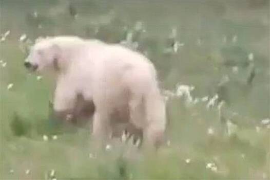 Бегущего вдоль российской железной дороги белого медведя сняли на видео