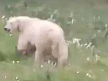 Бегущего вдоль российской железной дороги белого медведя сняли на видео