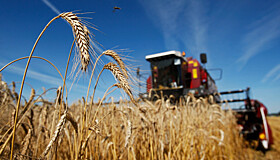 Заморозки в РФ вызвали скачок мировых цен на пшеницу