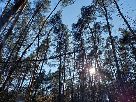 В Курской области продлили ограничения на посещение лесов