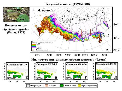 Потепление климата поможет вредоносным грызунам расширить ареал почти в два раза