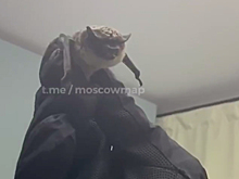 Москвичи обнаружили в своей квартире летучую мышь