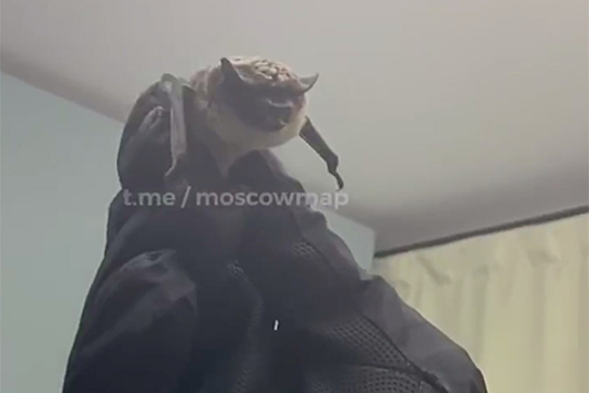 Москвичи обнаружили в своей квартире летучую мышь