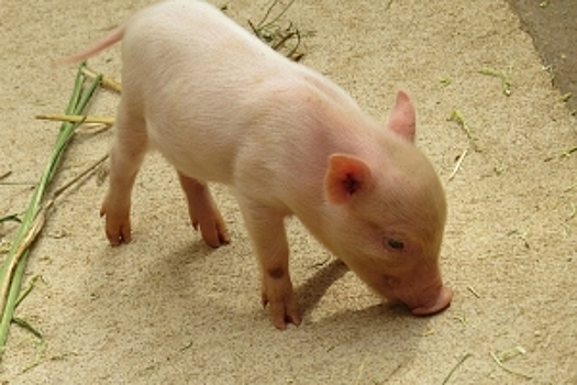 В Омской области снят карантин по африканской чуме свиней