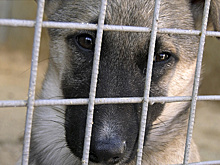 В Салехарде служба отлова обрушится на бездомных собак 4 февраля