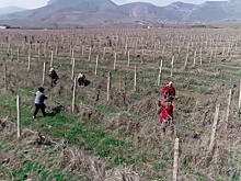 При содействии российских миротворцев началось проведение сельскохозяйственных работ в Карабахе