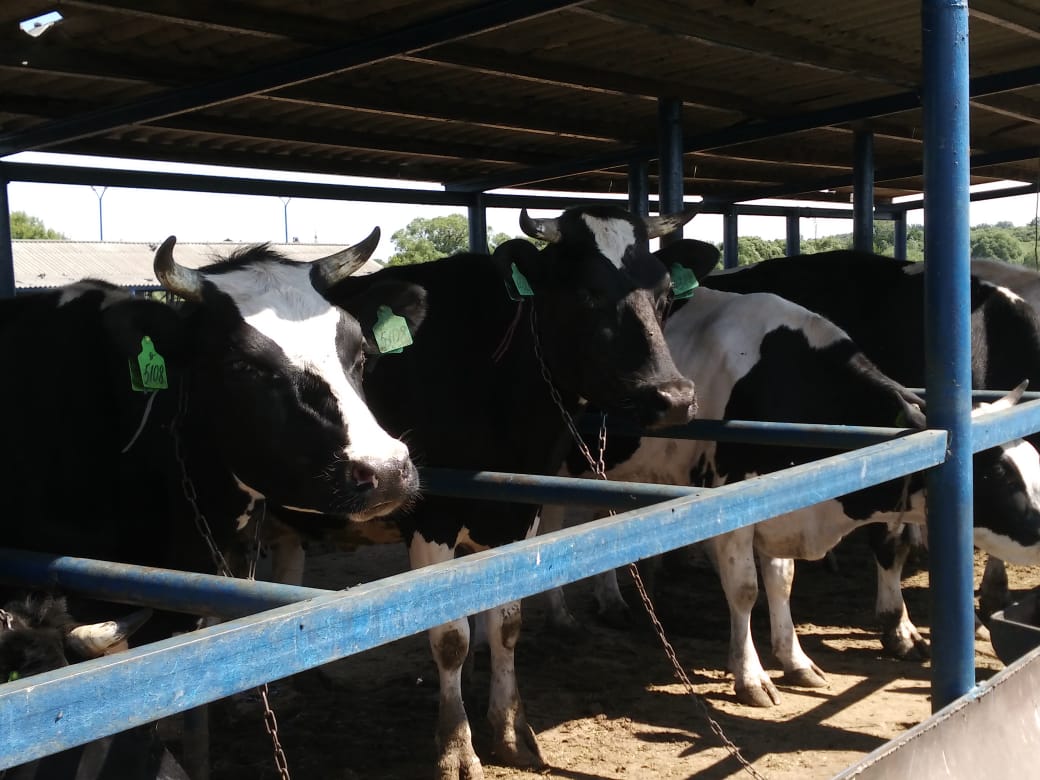 Тамбовские фермеры благодаря господдержке будут развивать молочное скотоводство, овощеводство, пчеловодство