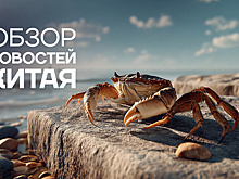 Цзилинь: крабы, города будущего и фестиваль ШОС – новости провинции