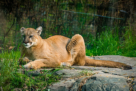 Коронавирусом заразились львы и пумы в зоопарке ЮАР