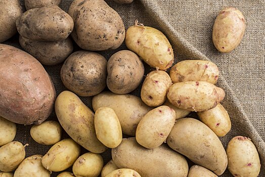 В городском округе Кашира собрали рекордный урожай семенного картофеля