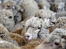 В России неожиданно выросли цены на баранину