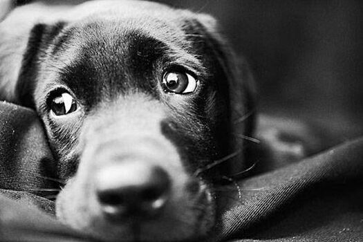 Южноуралец, выбросивший собаку из окна квартиры, получил «условку»