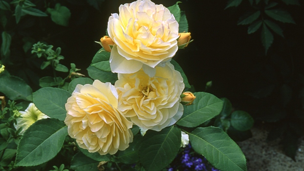 В какое время года лучше посетить парк «Ривьера» в Сочи