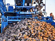 500 тыс тонн сахарной свеклы в Башкирии погибло на полях из-за нехватки перерабатывающих мощностей в 2024 году