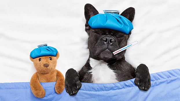 Что делать, если питомец отравился средством против блох