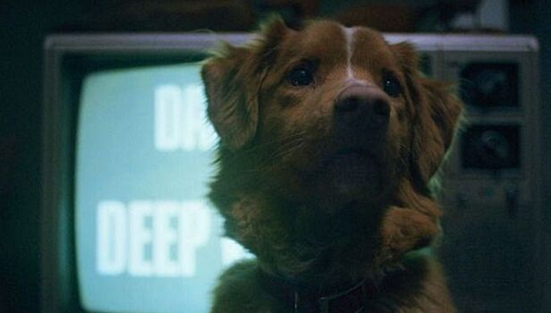 Появились первые кадры хоррора «Хороший мальчик», снятого от лица собаки