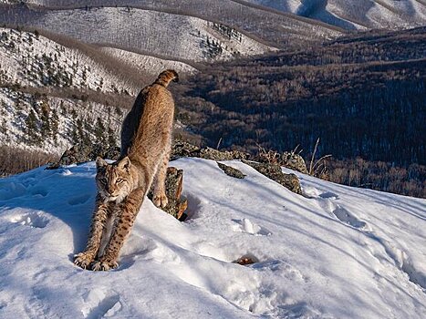Российский фотограф победил в конкурсе Wildlife Photographer of the Year