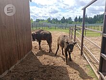 Новый вольер с зубрами открыли в зоопарке Ижевска