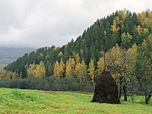 В Башкирии двое мужчин похитили соседского ребенка и привязали к дереву в лесу