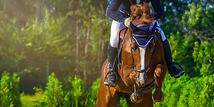 Кубок России по конному спорту собрал рекордное количество участников