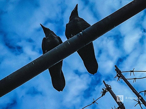 Пожилой нижегородке грозит 10 лет тюрьмы за помощь мошенникам