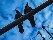 Пожилой нижегородке грозит 10 лет тюрьмы за помощь мошенникам